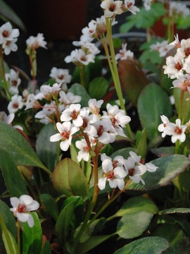 Bergenia Dragonfly™ 'Angel Kiss'