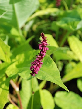 Rdest himalajski 'Golden Arrow'