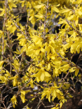 Forsycja zielona 'Webers Bronx'