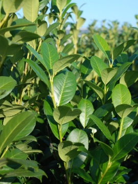 Laurowiśnia wschodnia 'Obelisk ' PBR