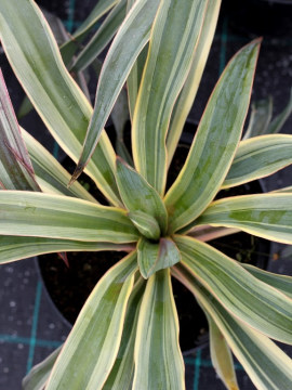 Juka wspaniała 'Variegata'