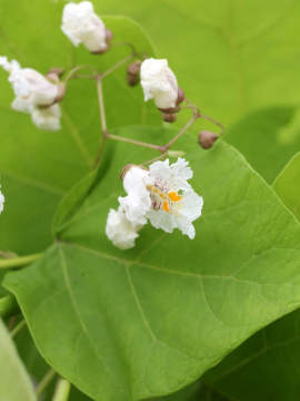 Surmia bignoniowa 'Aurea' - kwiaty