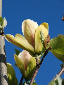 Magnolia 'Sunsation'