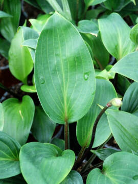 Funkia 'Purple Heart'