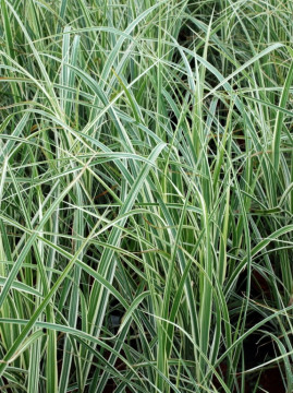 Miskant chiński 'Variegatus'