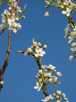 Grusza drobnoowocowa 'Chanticleer'