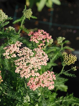 Krwawnik pospolity 'Lachsschönheit'