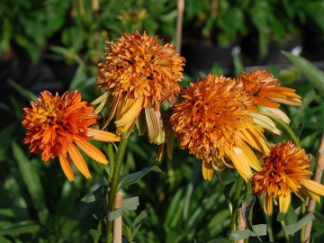 Jeżówka 'Marmalade'