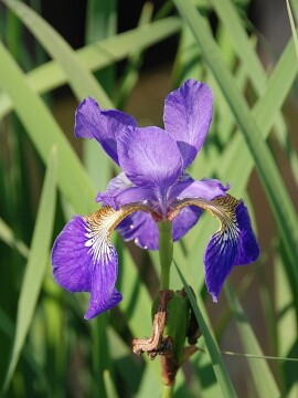 Kosaciec syberyjski 'Caesar's Brother'