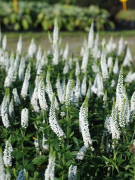 Przetacznik długolistny 'First Lady'