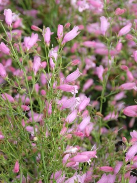 Penstemon 'Evelyn'