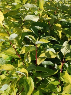Liście derenia białego 'Aurea'