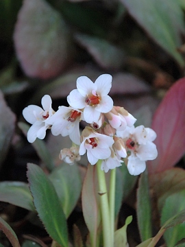 Bergenia Dragonfly™ 'Angel Kiss'
