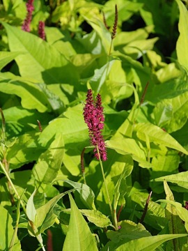 Rdest himalajski 'Golden Arrow'