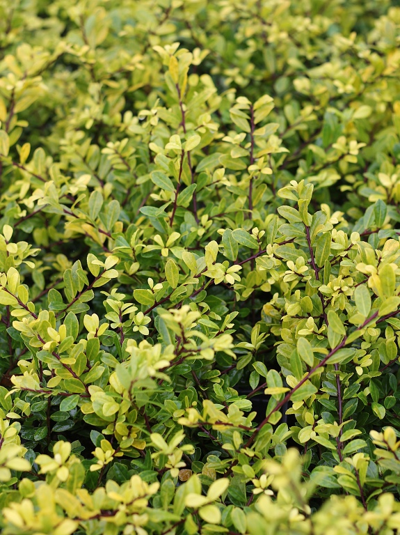 Ostrokrzew karbowanolistny 'Golden Gem'