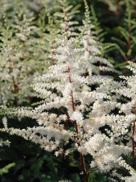 Tawułka 'Cappuccino'