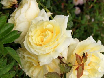 Róże pnące Climbingi i Ramblery