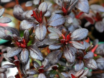 Azalia japońska 'Maruschka' zimą