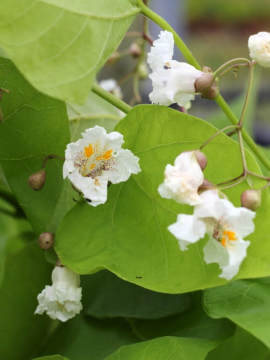 Surmia bignoniowa 'Aurea' - kwiaty