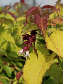 Lejcesteria_pikna_GOLDEN_LANTERNS_7.jpg