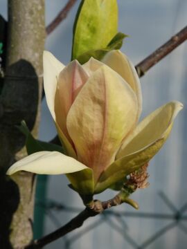 Magnolia 'Sunsation'