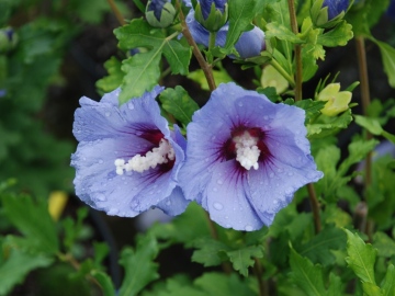 Ketmia syryjska 'Marina'