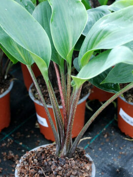 Funkia 'Purple Heart'