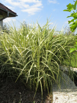Miskant chiński 'Variegatus'
