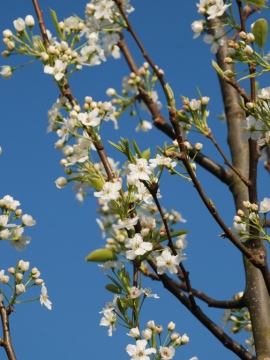 Grusza drobnoowocowa 'Chanticleer'