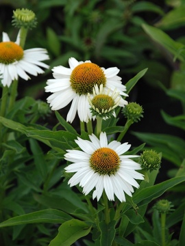 Jeżówka 'Meditation White'