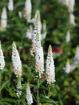 Przetacznik długolistny 'First Lady'