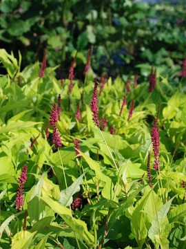 Rdest himalajski 'Golden Arrow'