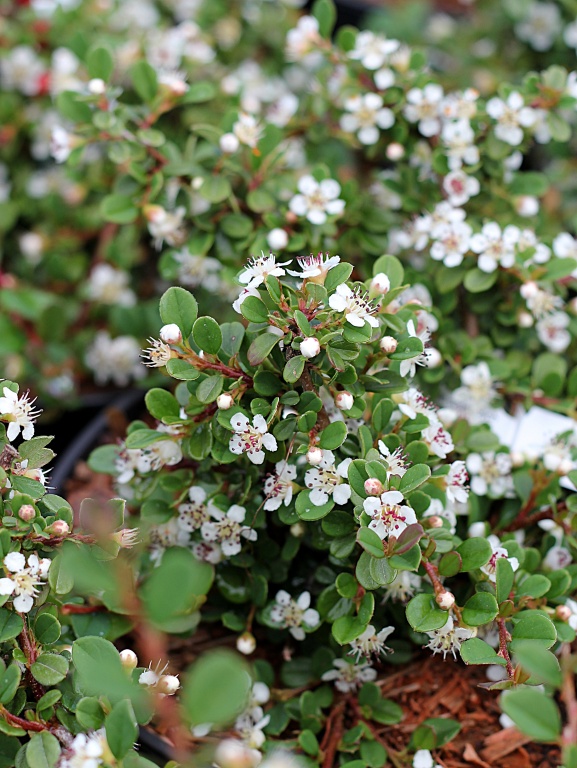 Irga płożąca 'Streib's Findling'