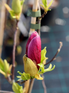 magnolia-purpurowa-nigra.jpg