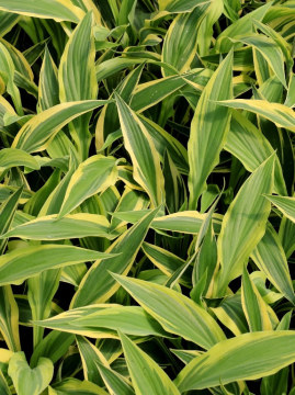 Funkia 'Lakeside Dragonfly'