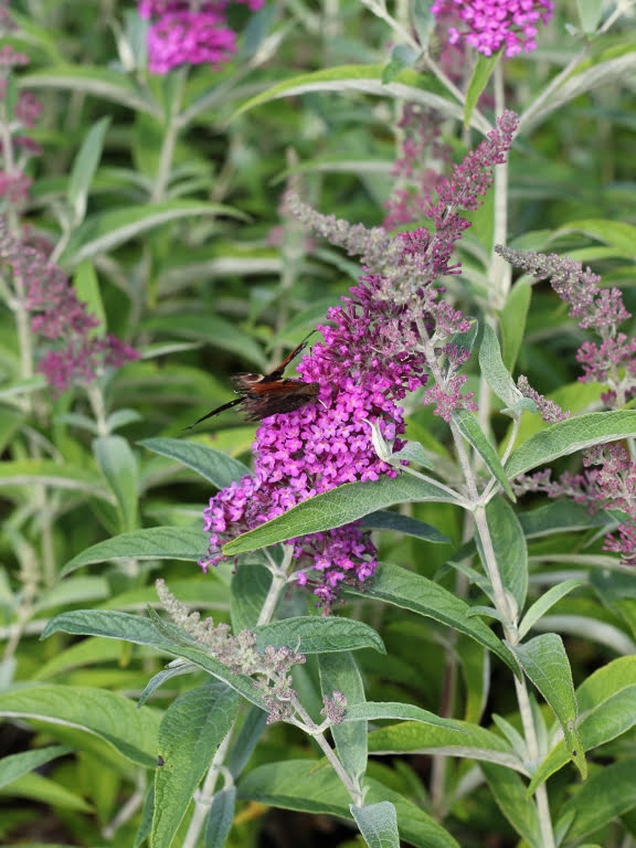 Budleja Dawida 'Summer Beauty'