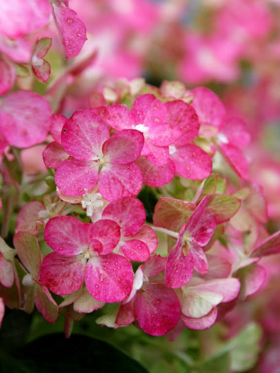 Hortensja bukietowa FRAISE MELBA 'Renba' PBR