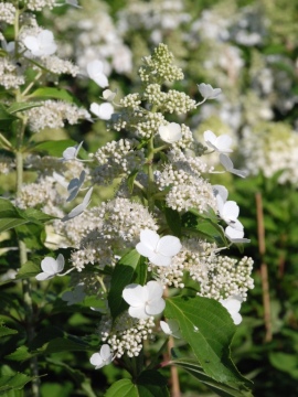 Hortensja bukietowa 'Kyushu'