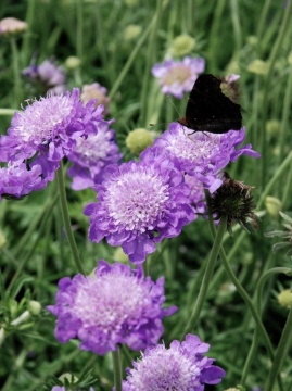 drakiew-golebia-mariposa-blue.jpg