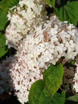 hortensja_drzewiasta_candybelle_marshmallow2.JPG