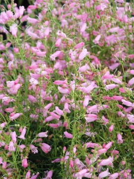 Penstemon 'Evelyn'