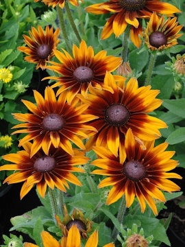 rudbekia-smilez-laughin-0.jpg