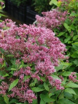 Sadziec plamisty 'Atropurpureum'