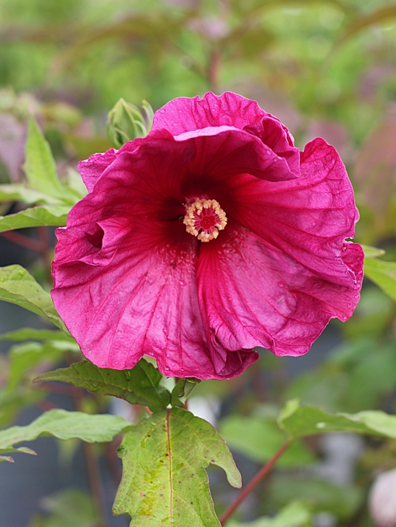 Ketmia SUMMERIFIC 'Jazzberry Jam'