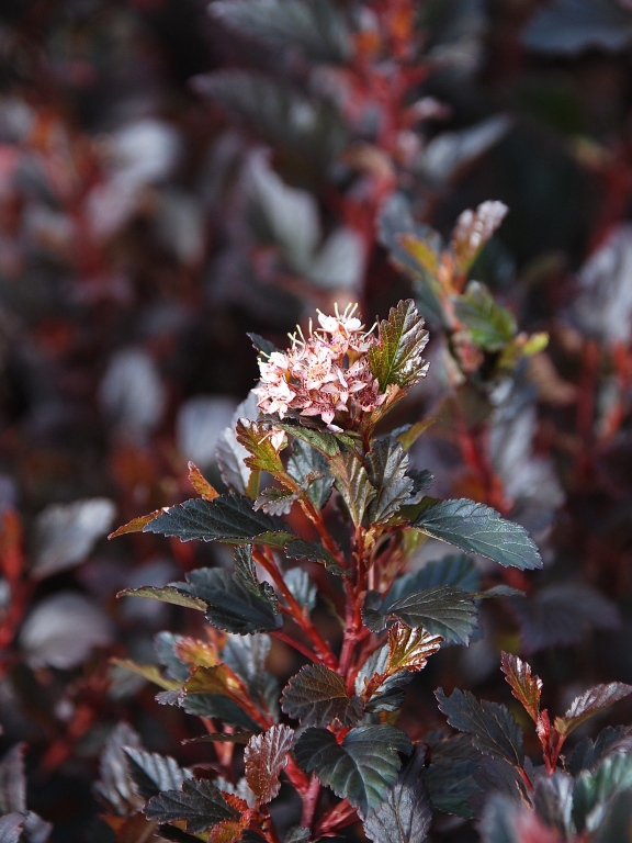 Pęcherznica kalinolistna 'Little Devil' PBR