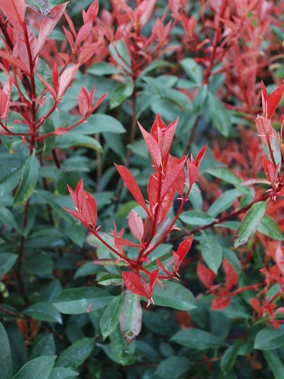 Głogownik 'Carré Rouge'