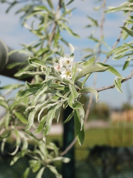 Grusza wierzbolistna 'Pendula'