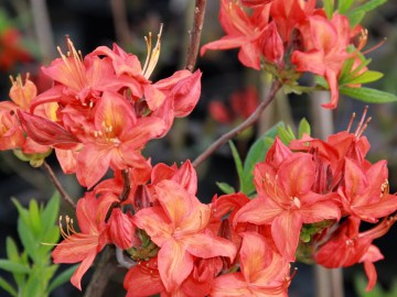 Azalia wielkokwiatowa 'Fireball'