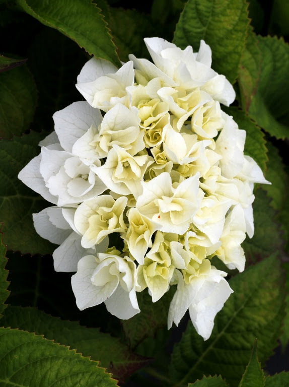 Hortensja ogrodowa 'Vanilla Sky'