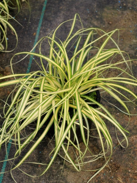 Turzyca oszimska 'Evergold'